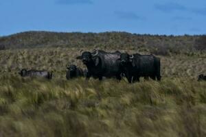 Water buffalo, Bubalus bubalis, species introduced in Argentina, La Pampa province, Patagonia. photo