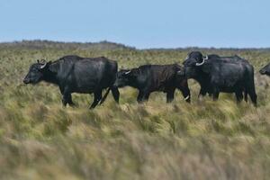 Water buffalo, Bubalus bubalis, species introduced in Argentina, La Pampa province, Patagonia. photo