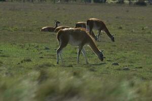 Lama animal, , in pampas grassland environment, La Pampa province, Patagonia,  Argentina photo