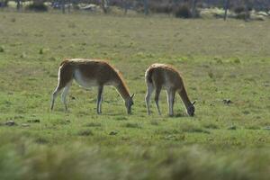 Lama animal, , in pampas grassland environment, La Pampa province, Patagonia,  Argentina photo