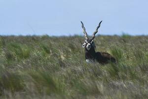 Male Blackbuck Antelope in Pampas plain environment, La Pampa province, Argentina photo