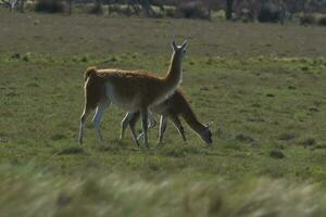 Lama animal, , in pampas grassland environment, La Pampa province, Patagonia,  Argentina photo