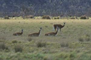 Lama animal, , in pampas grassland environment, La Pampa province, Patagonia,  Argentina photo