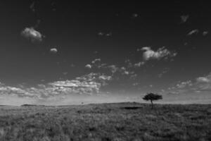 Pampas grass landscape, La Pampa province, Patagonia, Argentina. photo