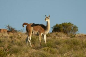 Guanacos in Lihue Calel National Park, La Pampa, Patagonia, Argentina. photo