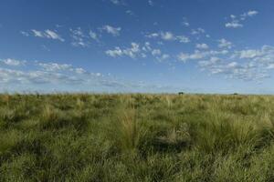 Pampas grass landscape, La Pampa province, Patagonia, Argentina. photo