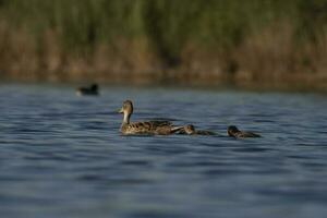 Southern wigeon, Anas sibilatrix, in marsh environment, La Pampa Province, Patagonia, Argentina. photo