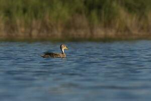 Yellow billed Teal, in marsh environment, La Pampa Province, Patagonia, Argentina. photo