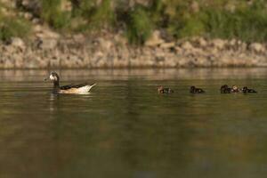 Southern wigeon, Anas sibilatrix, in marsh environment, La Pampa Province, Patagonia, Argentina. photo