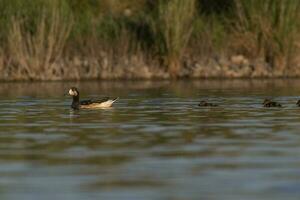 Southern wigeon, Anas sibilatrix, in marsh environment, La Pampa Province, Patagonia, Argentina. photo