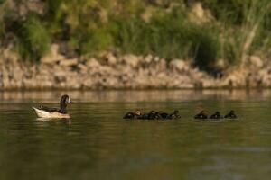 Southern wigeon, Anas sibilatrix, in marsh environment, La Pampa Province, Patagonia, Argentina. photo