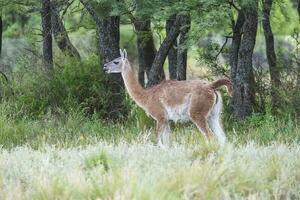 Lama animal, , in pampas grassland environment, La Pampa province, Patagonia,  Argentina photo