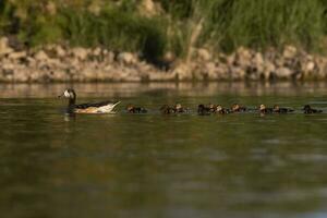 Southern wigeon, Anas sibilatrix, in marsh environment, La Pampa Province, Patagonia, Argentina. photo