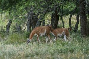 Lama animal, , in pampas grassland environment, La Pampa province, Patagonia,  Argentina photo