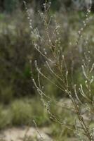 Wild flowers in semi desertic environment, Calden forest, La Pampa Argentina photo