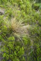 Wild flowers in semi desertic environment, Calden forest, La Pampa Argentina photo