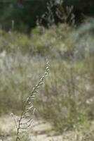 Wild flowers in semi desertic environment, Calden forest, La Pampa Argentina photo