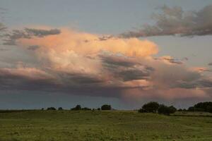 caldén árbol paisaje, la pampa provincia, Patagonia, argentina. foto