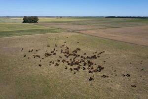 Aerial view of a troop of steers for export, cattle raised with natural pastures in the Argentine countryside. photo