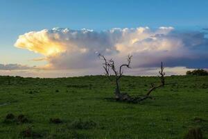 Calden tree landscape, La Pampa province, Patagonia, Argentina. photo