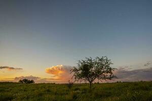 Calden tree landscape, La Pampa province, Patagonia, Argentina. photo