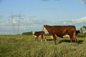 Cattle raising  with natural pastures in Pampas countryside, La Pampa Province,Patagonia, Argentina. photo