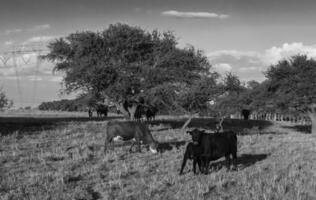 vacas levantamiento con natural pastos en pampa campo, la pampa provincia, patagonia, argentina. foto