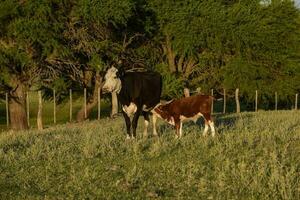 vacas levantamiento con natural pastos en pampa campo, la pampa provincia, patagonia, argentina. foto