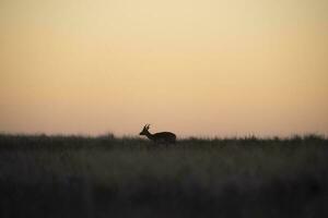 dinero negro antílope en pampa llanura ambiente, la pampa provincia, argentina foto