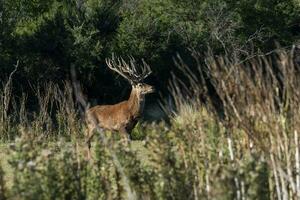 rojo ciervo en caldén bosque ambiente, la pampa, argentina, parque luro, naturaleza reserva foto
