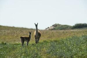 guanacos en pampa pradera ambiente, la pampa provincia, Patagonia, argentina. foto