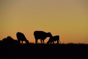 Cows grazing at sunset, Buenos Aires Province, Argentina. photo