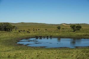 Water buffalo, Bubalus bubalis, in Pampasd Landscape,  La Pampa province, Patagonia. photo