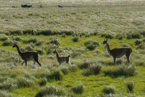 Guanacos in Pampas grassland environment, La Pampa province, Patagonia, Argentina. photo