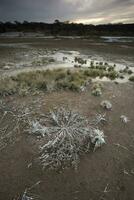 Saltpeter on the floor of a lagoon in a semi desert environment, La Pampa province, Patagonia, Argentina. photo