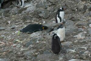 Gentoo Penguin, Pygoscelis papua, Antartica. photo