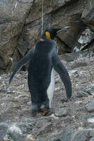 emperador pingüino,aptenodytes Forsteri, en Puerto lockroy, más goudier isla, Antártida. foto