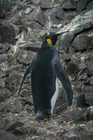 Emperor penguin,Aptenodytes forsteri, in Port Lockroy, Goudier island, Antartica. photo