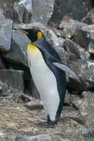 Emperor penguin,Aptenodytes forsteri, in Port Lockroy, Goudier island, Antartica. photo