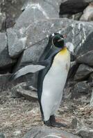 Emperor penguin,Aptenodytes forsteri, in Port Lockroy, Goudier island, Antartica. photo