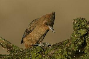 Brown cacholote , in Pampas forest environment, La Pampa province, Patagonia , Argentina photo