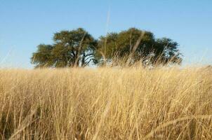 Calden tree landscape, La Pampa province, Patagonia, Argentina. photo