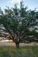 caldén árbol paisaje, la pampa provincia, Patagonia, argentina. foto