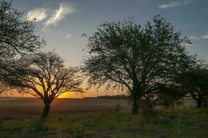 Calden tree landscape, La Pampa province, Patagonia, Argentina. photo