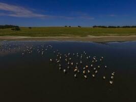 Flamingos in patagonia , Aerial View photo