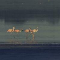 Flamingos rest in a salty lagoon, La Pampa Province,Patagonia, Argentina. photo