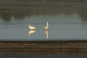 Coscoroba swans in lagoon envirinment, La Pampa Province, Patagonia, Argentina. photo