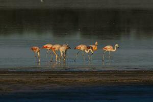 flamencos descanso en un salado laguna, la pampa provincia, patagonia, argentina. foto