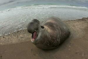 Elephant seal, Peninsula Valdes, Unesco World Heritage Site, Patagonia, Argentina photo