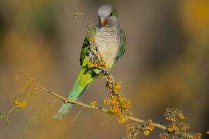 Parakeet perched on a bush with red berries , La Pampa, Patagonia, Argentina photo